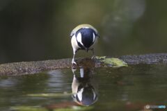 水面に映る自分の姿に見入るシジュウカラ