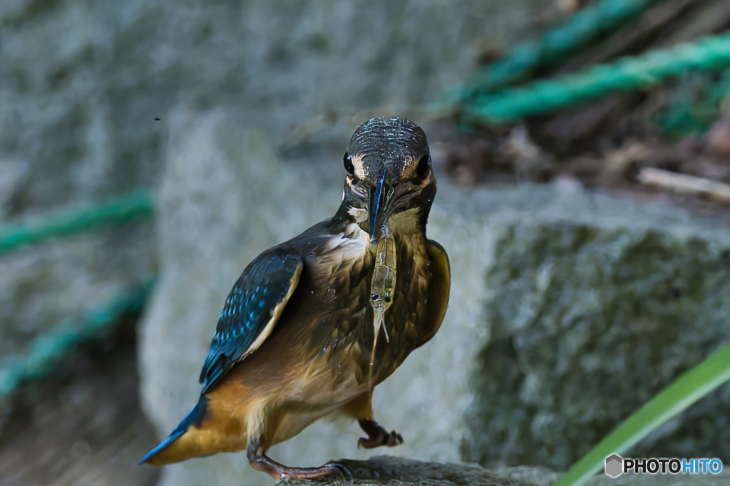 エビとも目が合った気がする