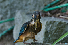 エビとも目が合った気がする