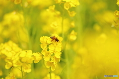 菜の花とミツバチ