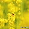 菜の花とミツバチ