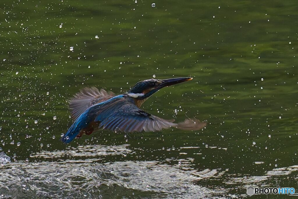 カワセミ