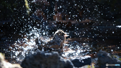 アトリ水浴び中