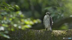 ツミ幼鳥