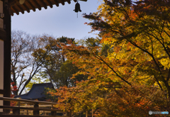 都内の紅葉スポットが少し色づき始めました