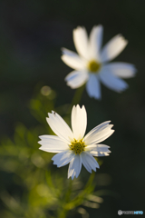 路傍の花