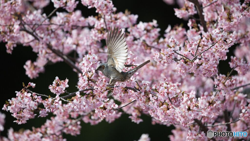 桜と野鳥