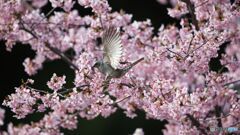 桜と野鳥