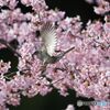 桜と野鳥