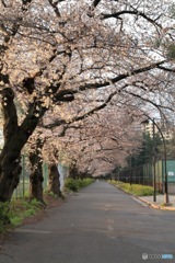 駒沢公園の桜