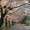 駒沢公園の桜