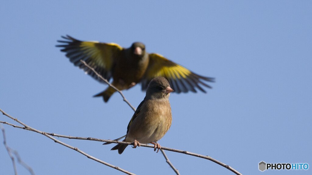 背後からカワラヒワ