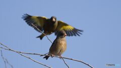 背後からカワラヒワ