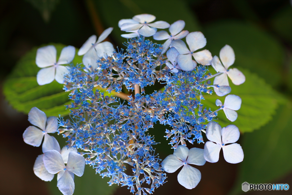 額紫陽花