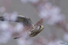 桜の中
