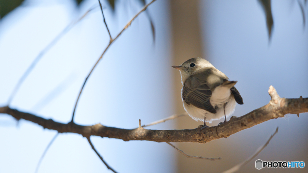 ニシオジロビタキ