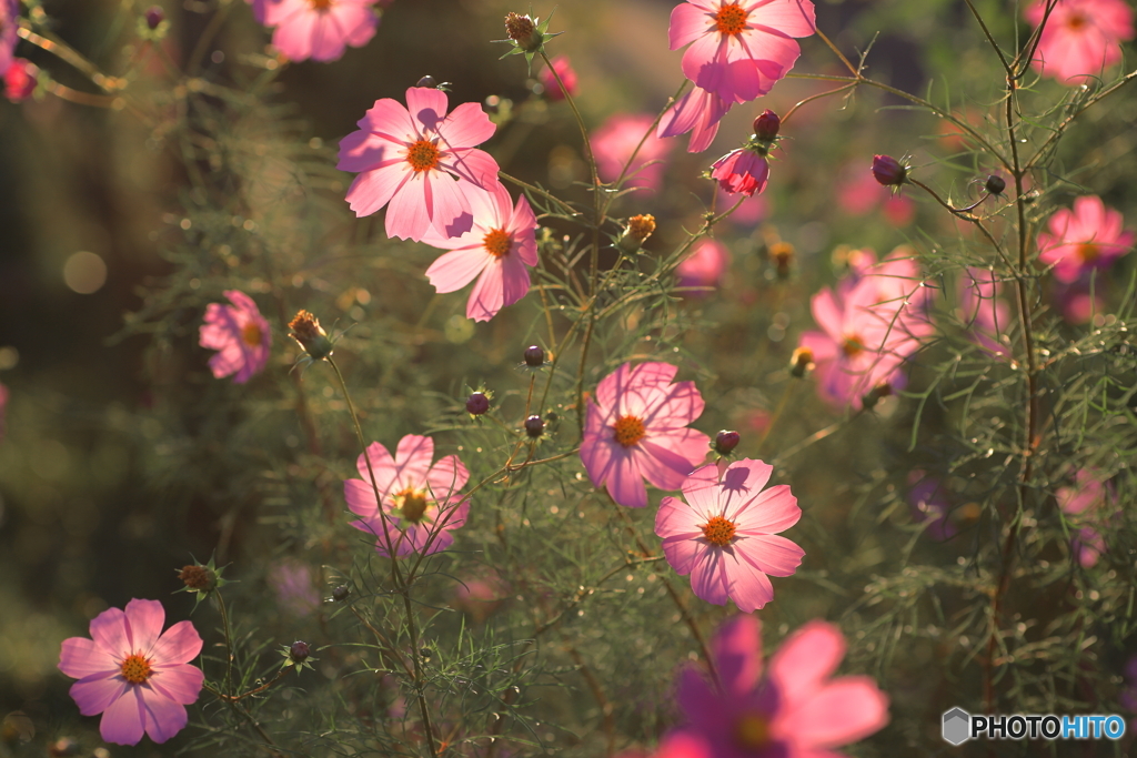 秋桜