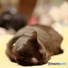 愛猫