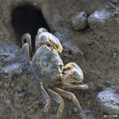 crab