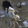 crab