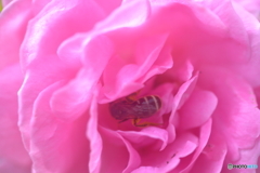 見つけた