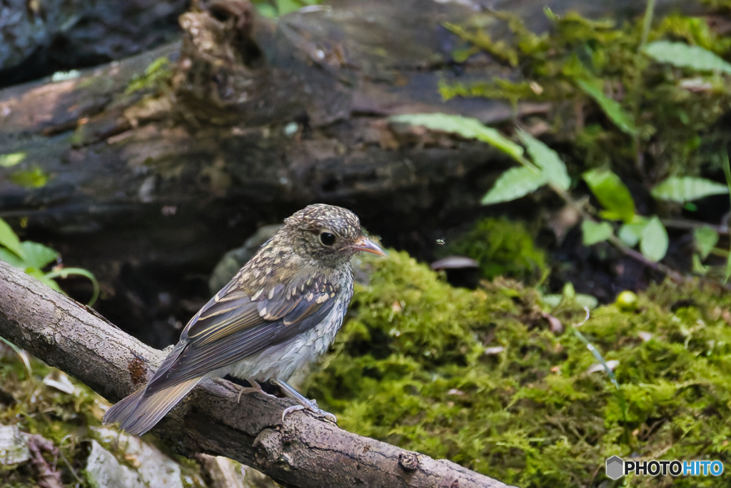 キビタキ幼鳥