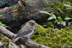 キビタキ幼鳥