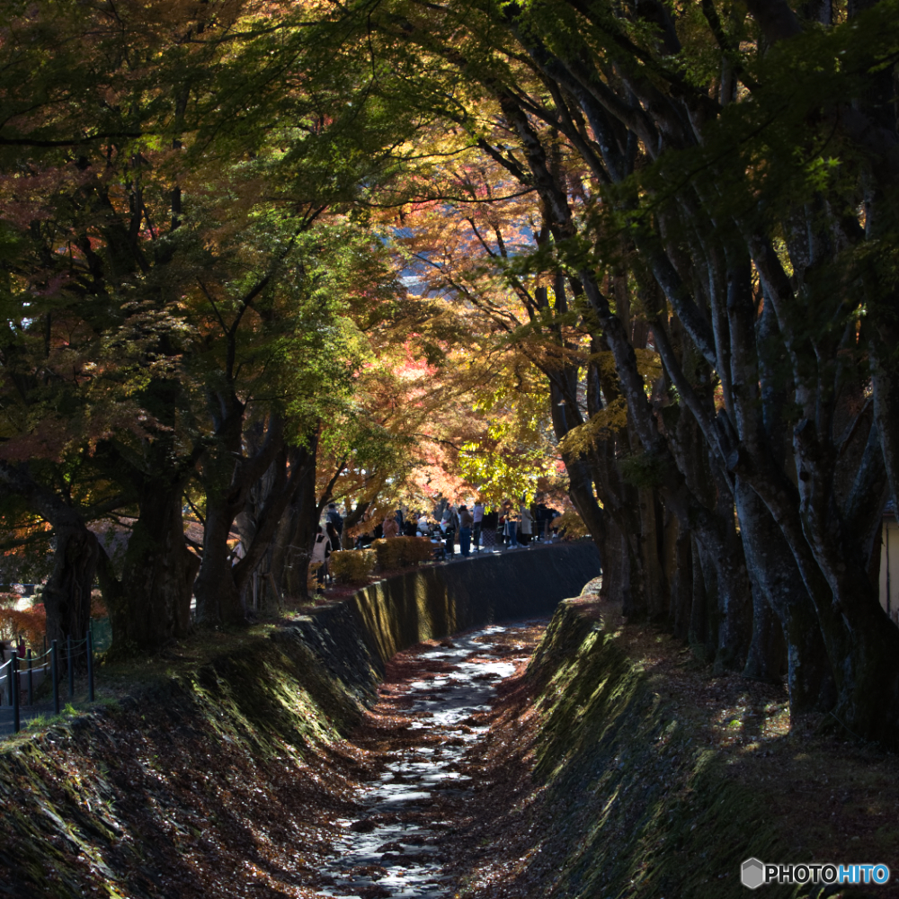 紅葉回廊・・・。