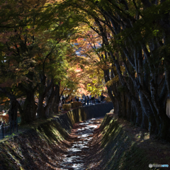 紅葉回廊・・・。