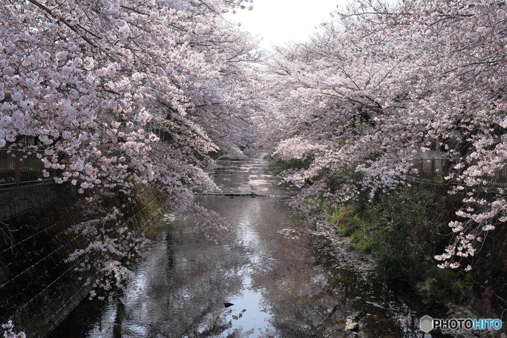 桜満開　町田市　恩田川