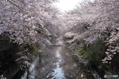 桜満開　町田市　恩田川