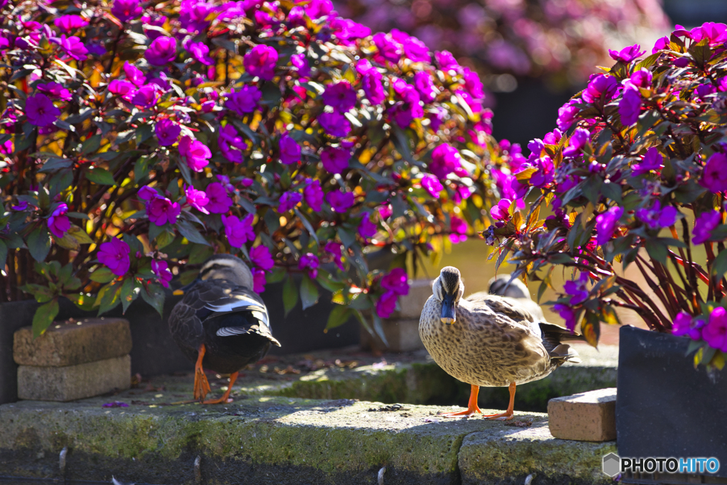 鳥と花