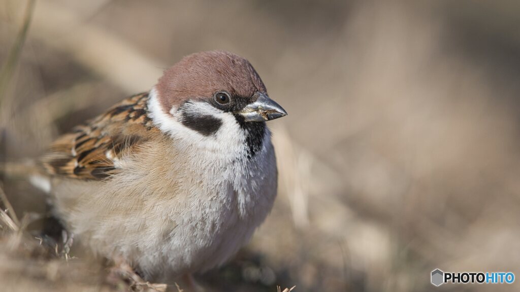 良くみりゃ可愛い