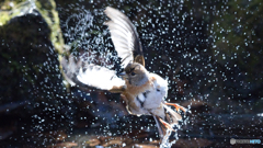 アトリ