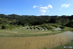 棚田