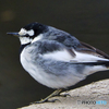 身近な鳥代表ハクセキレイ