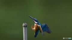 カワセミ
