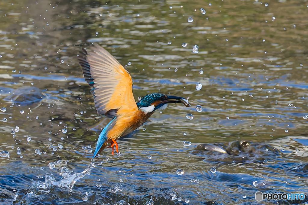 近所のカワセミ