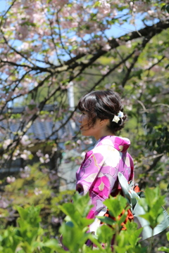 遅さき八重桜と着物女性