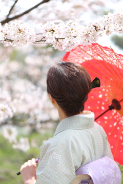 着物と桜