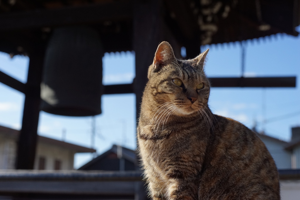 光明寺の猫