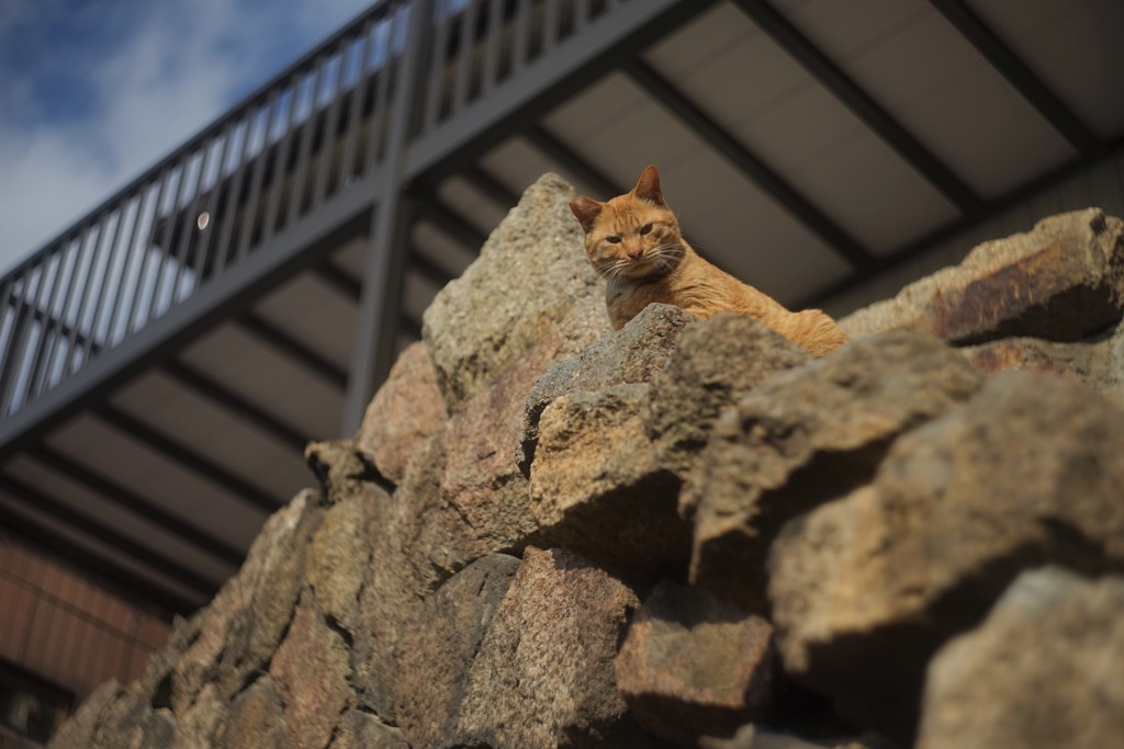 男木島の猫