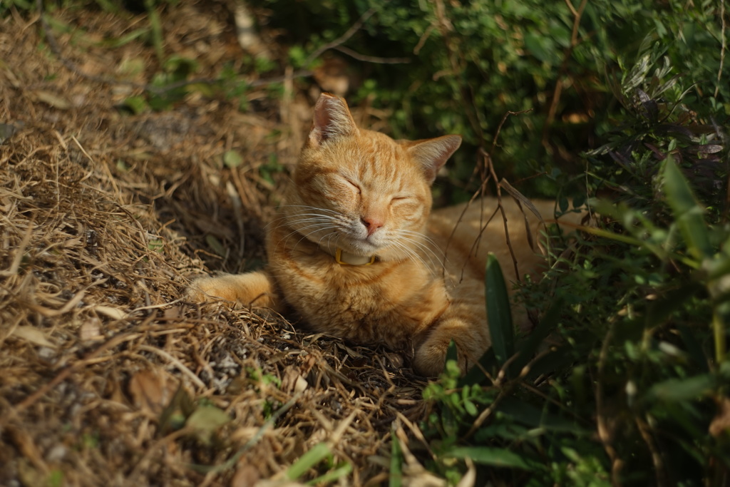 男木島の猫