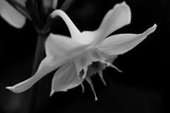 Amazon Lily, monochrome 