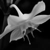 Amazon Lily, monochrome 