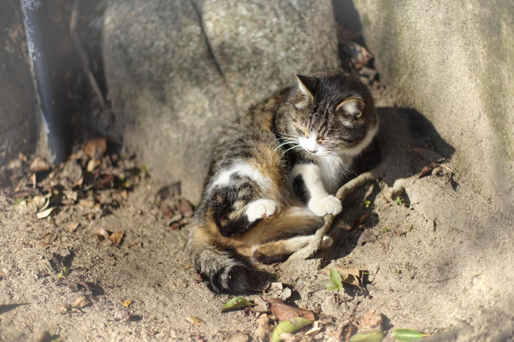 千光寺の猫