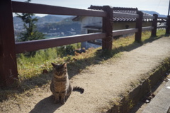 千光寺の猫