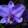 ラン科の花