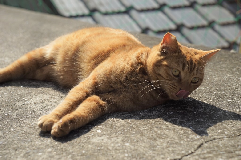 男木島の猫