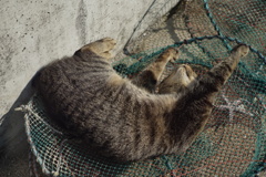 男木島の猫